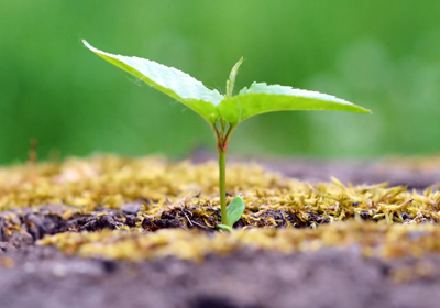 image of new plant