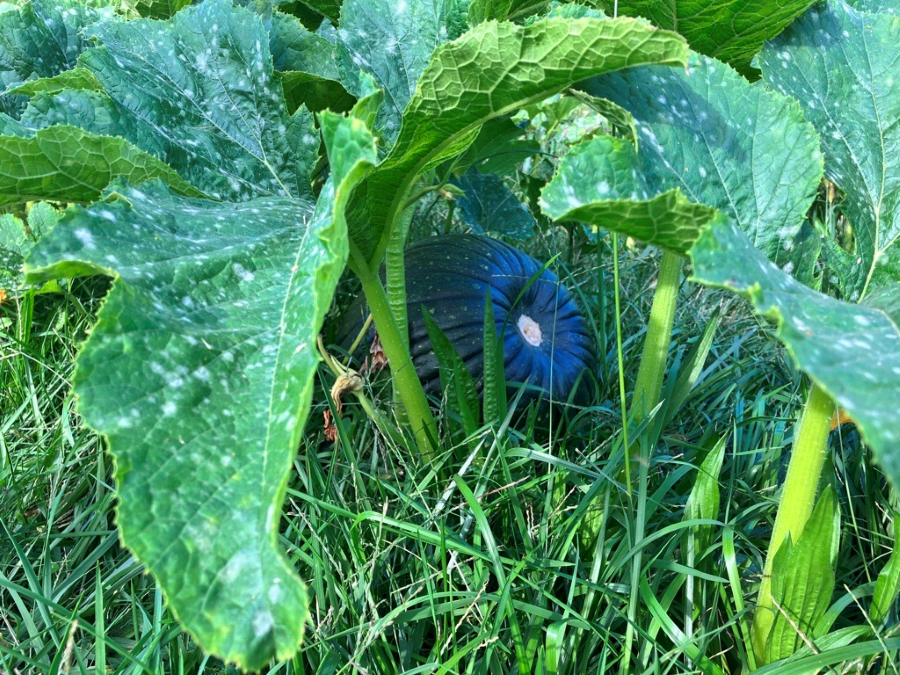Pumpkin in the patch
