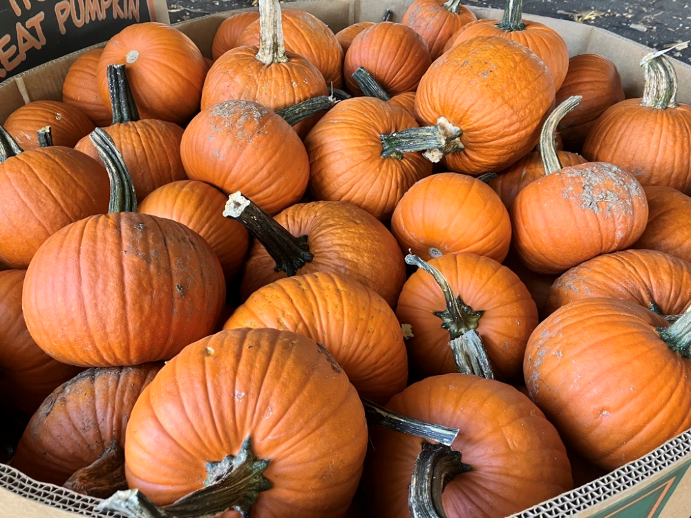 pile of pumpkins