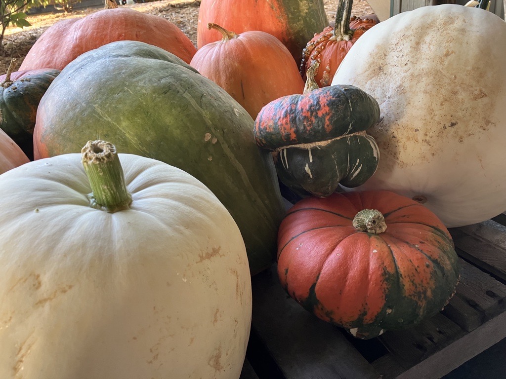 Variety of pumpkins