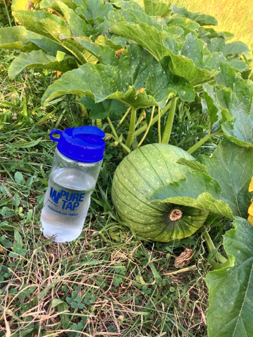 Pure Tap bottle of water with pumpkin