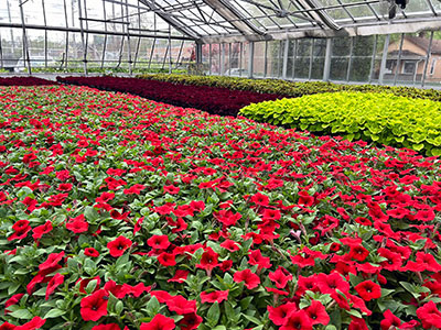 Derby Greenhouse with flowers and plants