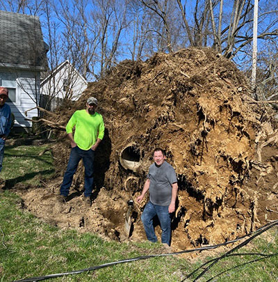 meter in tree roots