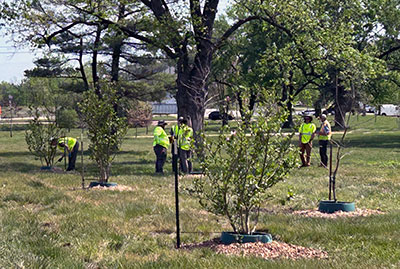 Memorial trees planted at Champions park