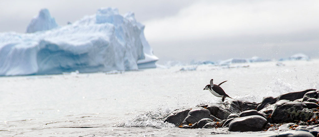 tapper in antartica with penguins