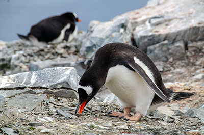 penguins in antartica