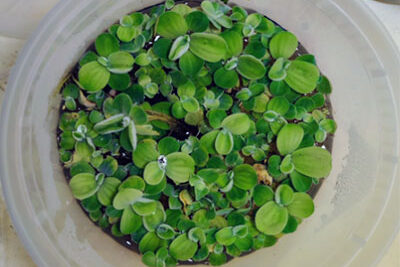One of the plants used in the students' experiments