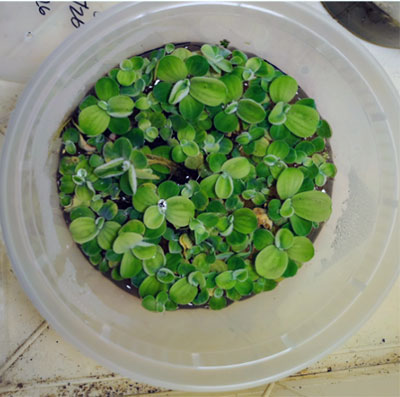 One of the plants used in the students' experiments