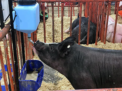 KY state fair pigs drinking water