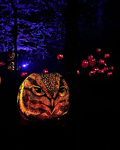 JLT Qwl pumpkin